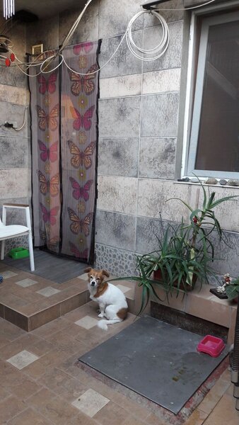Bragadiru, casa in sistem P+1, cu doua apartamente cu intrari separate.